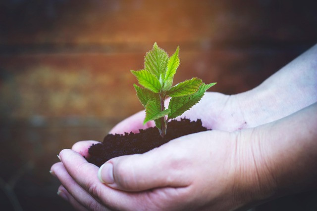 How to Use a Tree Planting Carbon Calculator to Plan Accurate Carbon Offsets