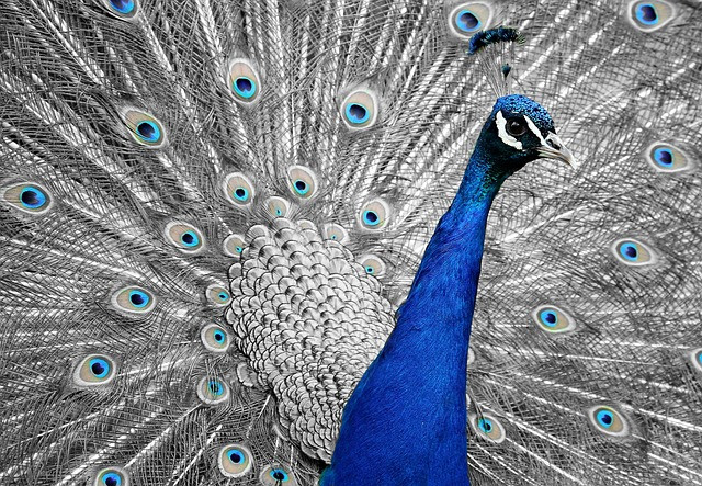 How to Evaluate Review Credibility Factors: Authenticity, Bias, and Transparency
