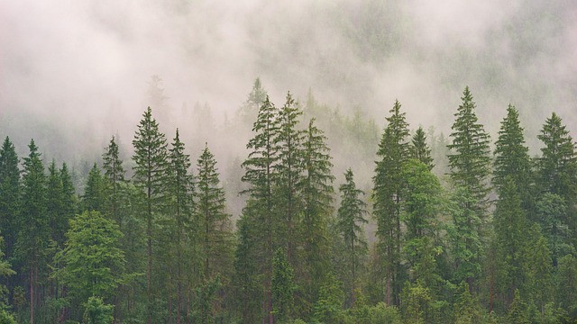 Evergreen vs Trend-Based Blogging: Choosing a Content Longevity Strategy That Works