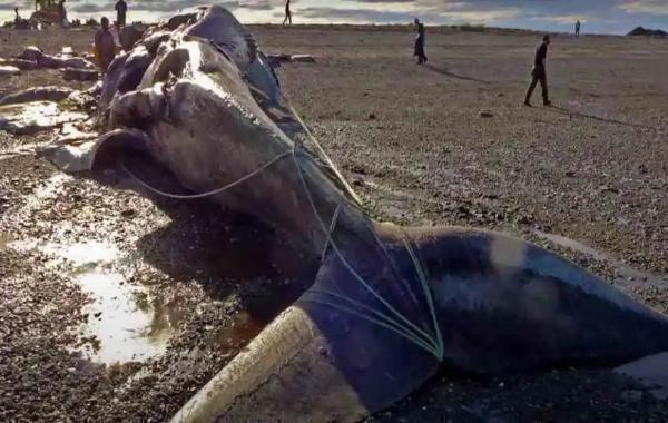 The Unfortunate Event of a Blue Whale Bitten in Half