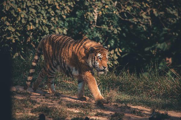 Jungle Safaris in India - Encountering Wildlife in their Natural Habitat