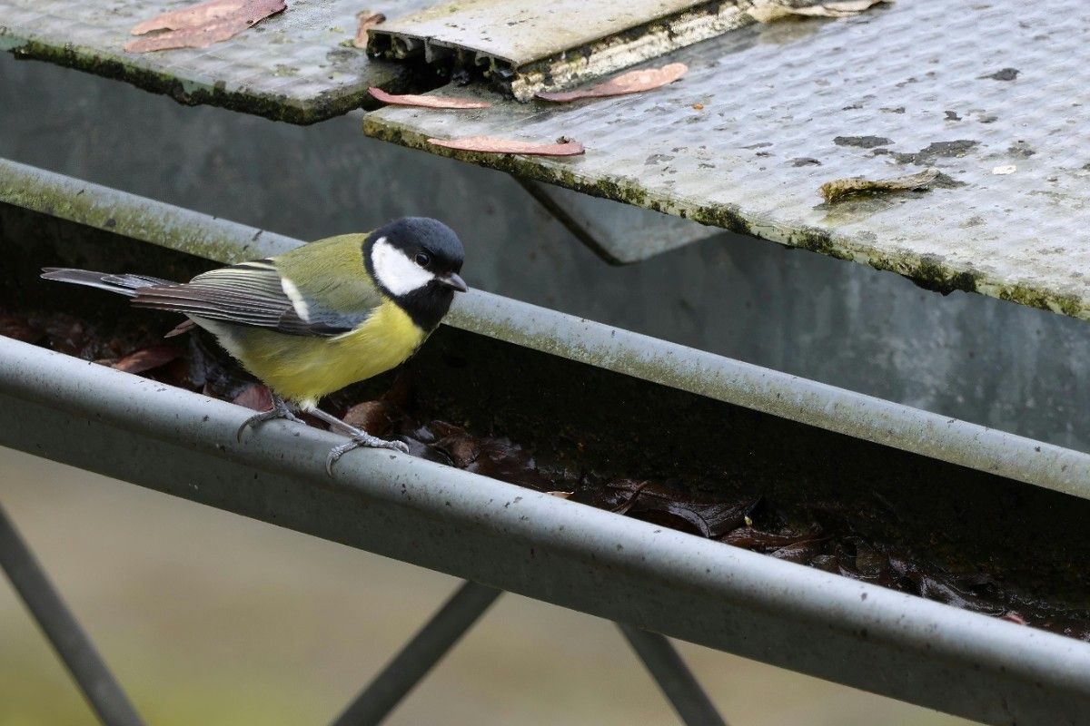 Why Are My Gutters Overflowing? Common Causes and How to Fix Them
