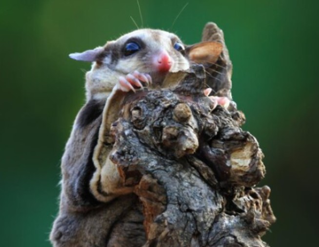 Why Preventative Pest Control Is the Smart Choice for Melbourne Properties