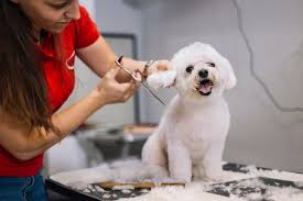 The Importance of Experience When Choosing a Vet Doctor