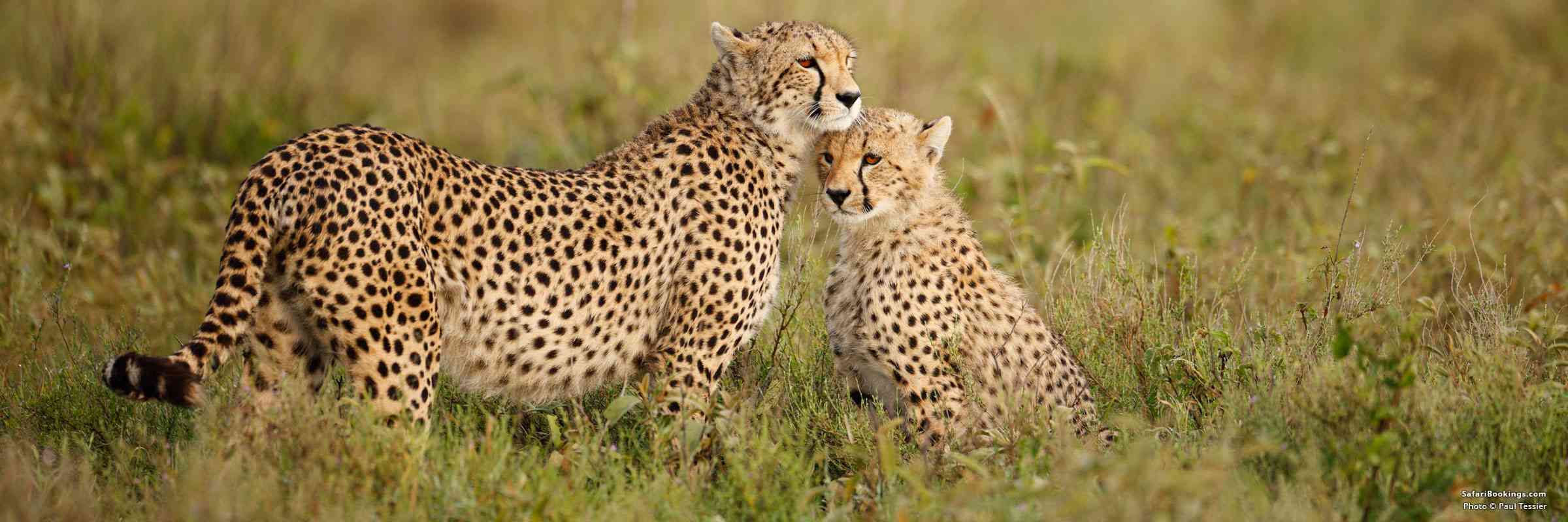 Top 4 Best East Africa Safari Destinations