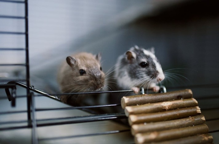 How 360 Rodent Control Provides Rodent Control in Beverly Hills