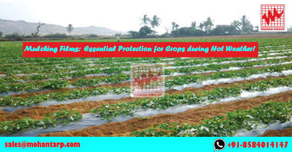 Mulching Films: Essential Protection for Crops during Hot Weather!
