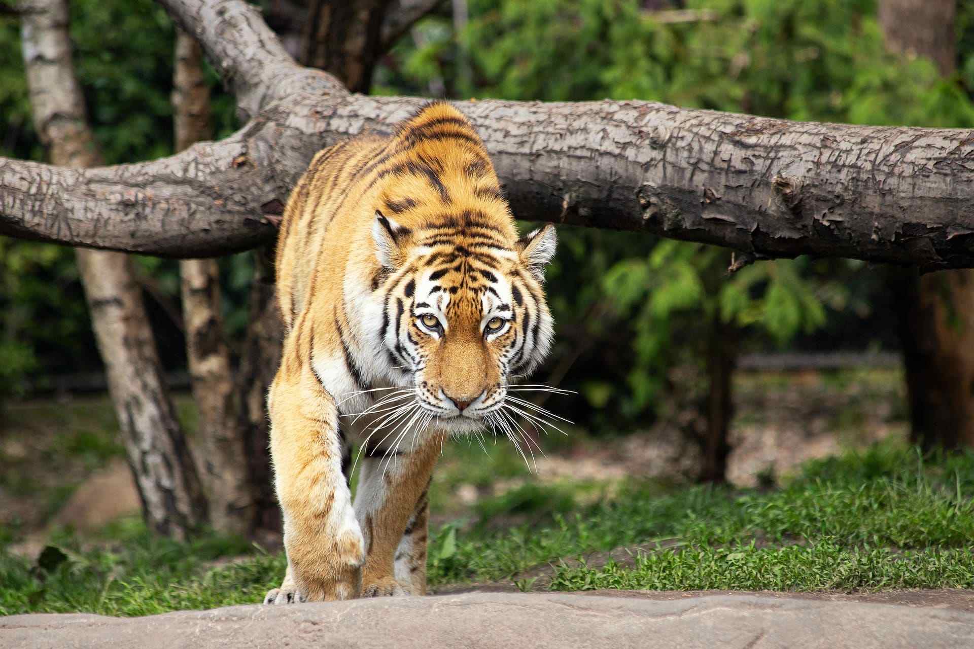 Sariska National Park from Delhi: Complete Travel Guide — Distance, Safari, Hotels & More