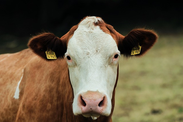 Broiler Farm Management Guide: Practical Day-to-Day Operations, Biosecurity, and Profit Drivers