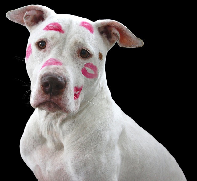 Choosing an Animal Shelter Adoption Management Tool: Features, Checklist, and Implementation
