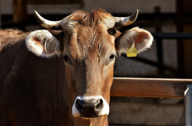 How to Build and Use an AI Farm Report Generator for Government Subsidy Applications