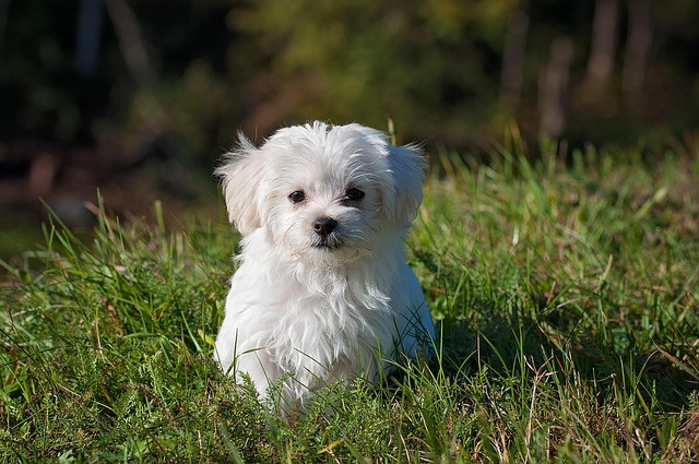 Essential Senior Dog Care Guide: Practical Steps for Aging Pets