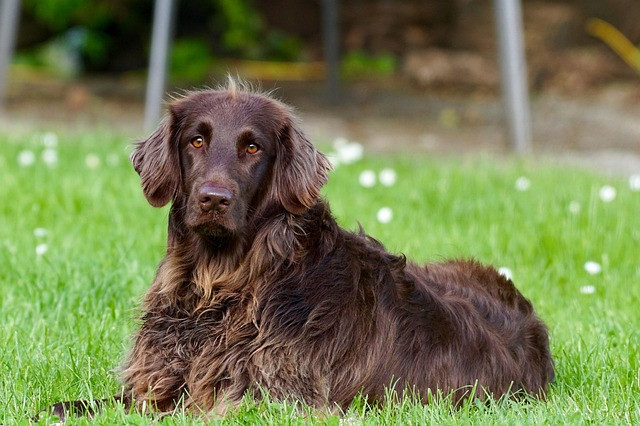 Dog Diet Chart for Health Conditions: Practical Meal Plans for Kidney Disease, Obesity & Allergies