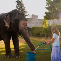 Elephant Safari