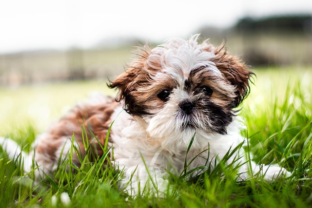 Pet Care